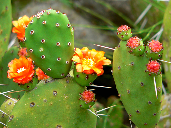 Opuntioid cacti - flowers