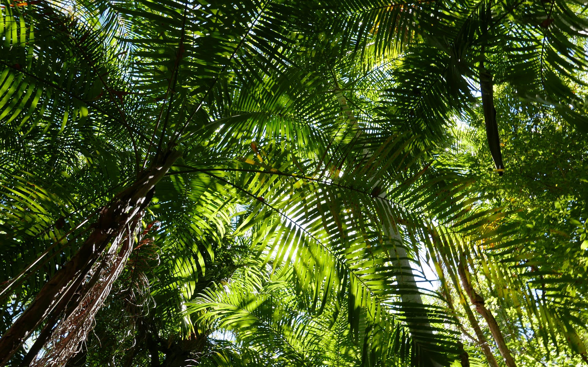 Greenant Creek | NT.GOV.AU