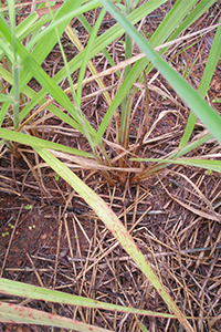 Mission grass - stems and branches (perennial)