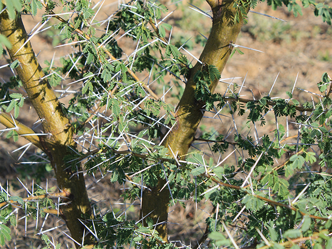 Prickly acacia - stems and branches