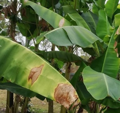 Banana freckle spread through water droplets carried by wind, droplets can pass from one infected leaf to another.