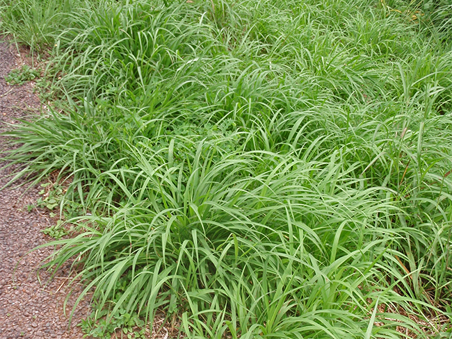 Mission grass - leaves (annual)