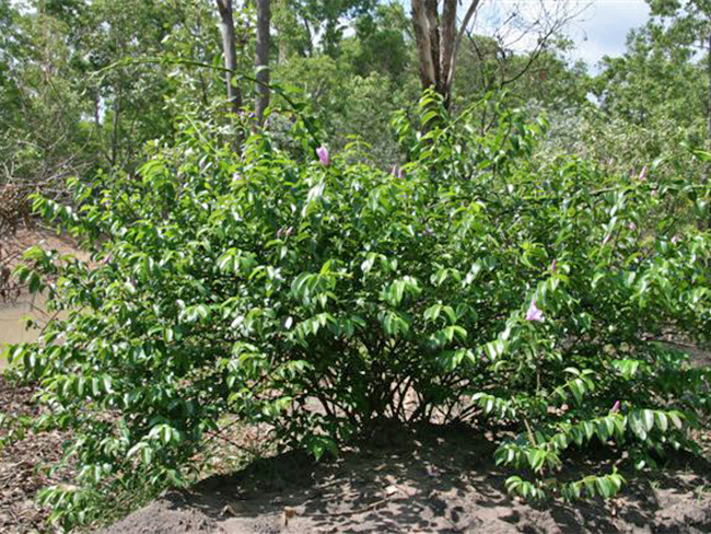 Rubber vine - habit (ornamental)