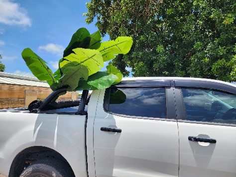 Banana freckle can spread through plant movement.