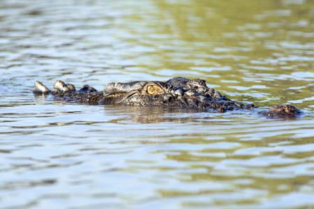 Swimming crocodile: Crocs are able to close off their nostrils to prevent water entering their nose when submerged.