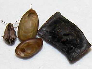 Seed feeding beetle (Acanthoscelides puniceus)