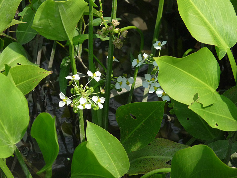 Sagittaria fruit and seeds © User:Show Ryu / Wikimedia Commons / CC-BY-SA-3.0