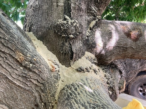 Image of excessive frass, a light-coloured, fuzzy substance coating the tree branches.