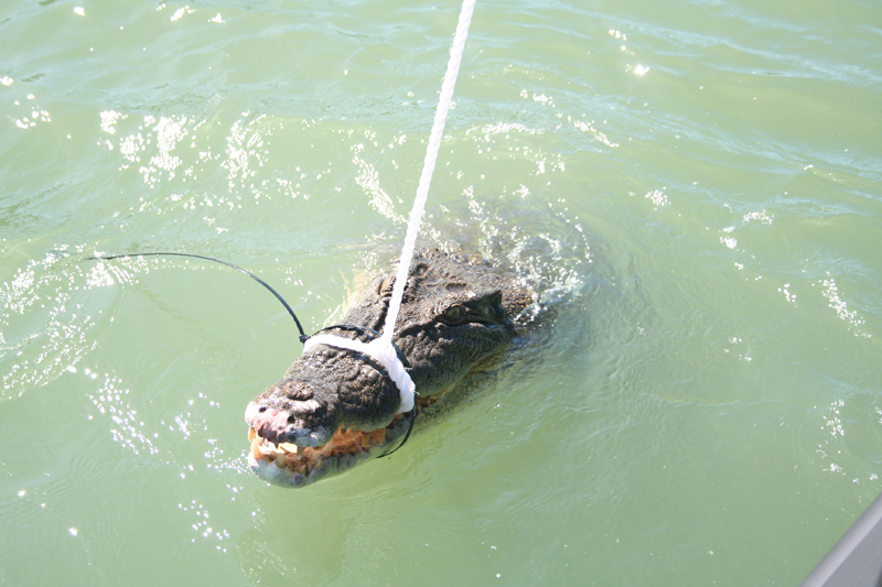 Crocodile with top-jaw rope: The first thing that rangers need to when they capture a croc is get a top-jaw rope in place.