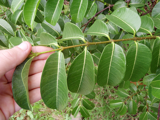 Rubber vine - leaves (ornamental)
